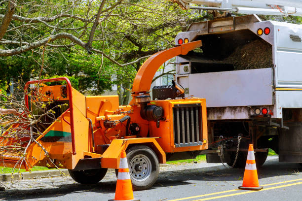 Residential Tree Removal in Lanham, MD